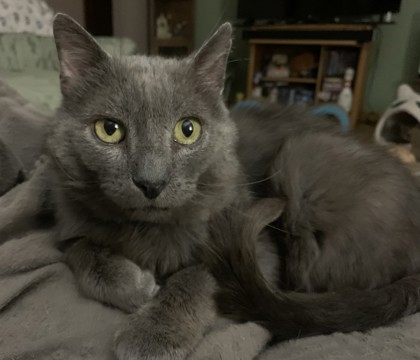 Gargoyle, a Domestic Mediumhair Mix