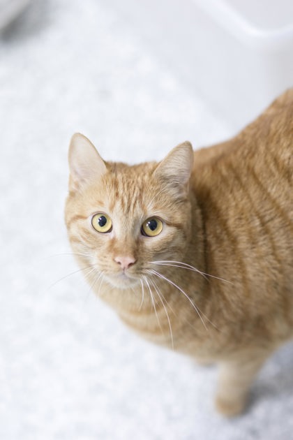 barn cats for adoption in nh