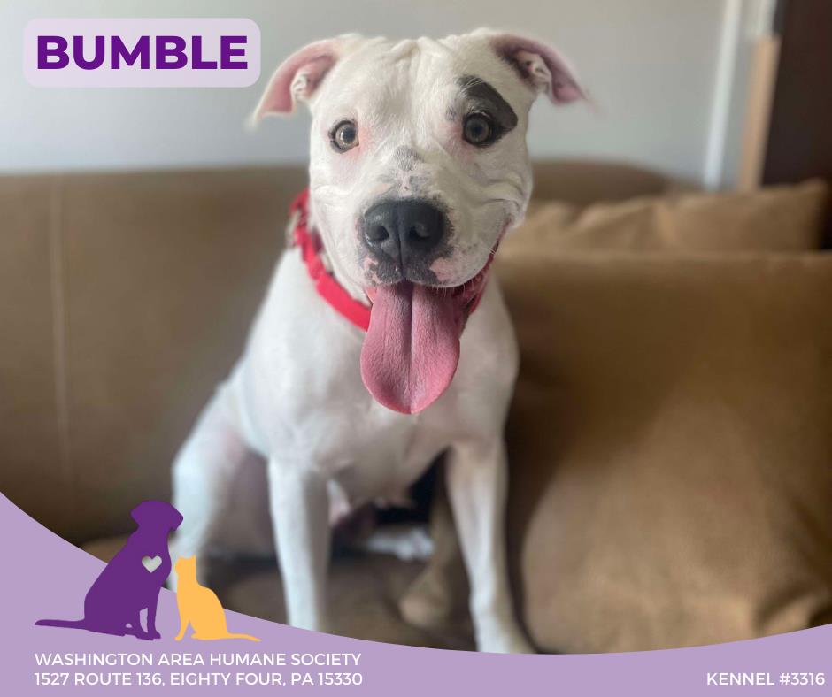 DOGS - Washington Area Humane Society