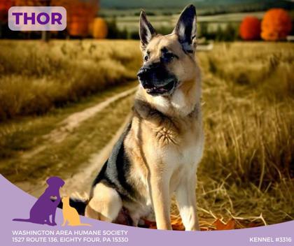 DOGS - Washington Area Humane Society