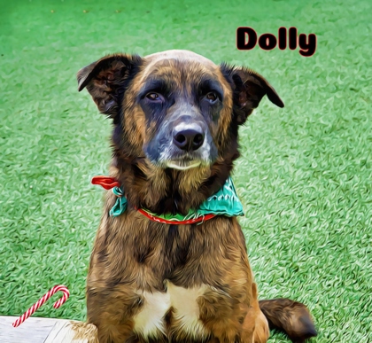Adoptable Pets | North Richland Hills, TX - Official Website