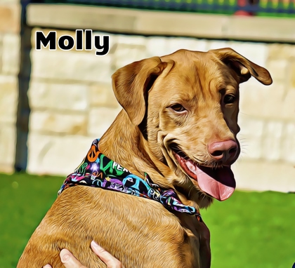 Adoptable Pets | North Richland Hills, TX - Official Website