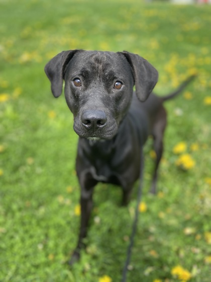 BARNEY photo