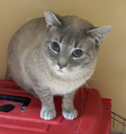 Koki - Barn cat OF106 photo