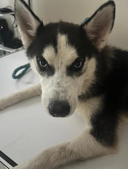 Cora photo