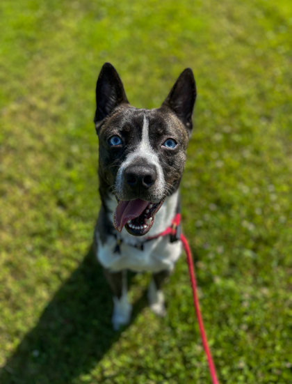 ARLO photo