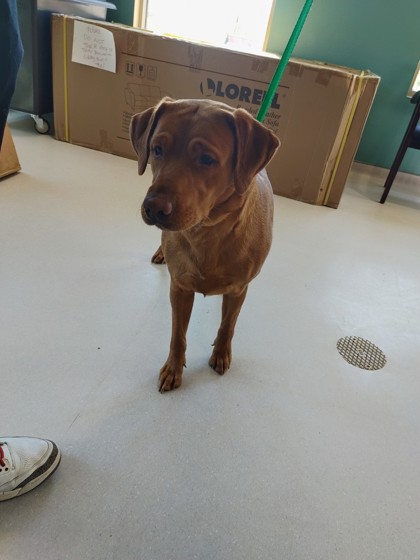 DORA photo