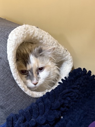 Kiana -Barn Cat OF119 photo