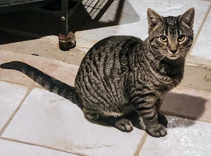 Dexter photo