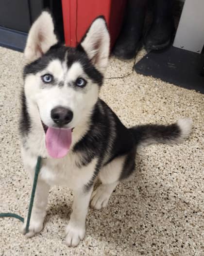 Mishka photo