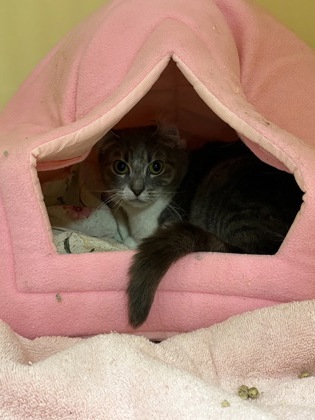 Kaya -Barn cat OF116 photo