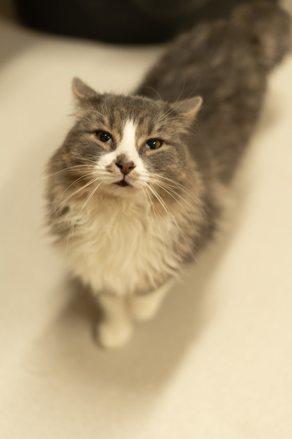 Angry Face photo