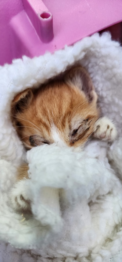 Tiny photo