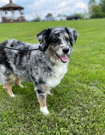 Reginald photo