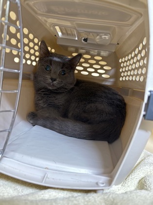 Kyler Barn cat OF112 photo