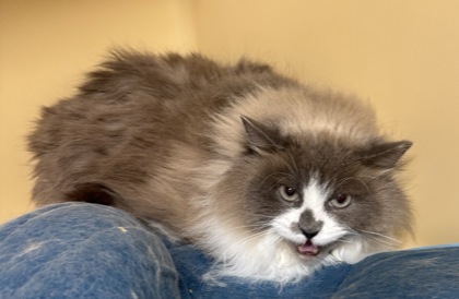 Kylie Barn Cat  OF16 photo