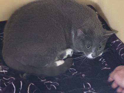 Kokomo Barn cat OF118 photo