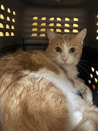 Kylon Barn cat  OF117 photo