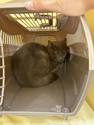 Kael -Barn Cat OF125 photo