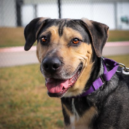 All Star Dogs: New York City FC Pet Products