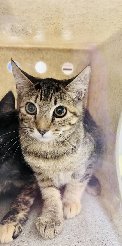 Read a book, adopt a cat at new Petaluma adoption center