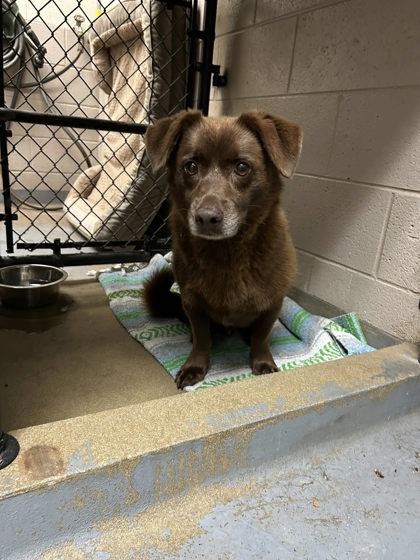 Buddy, adoptable senior Retriever, Labrador/Basset Hound