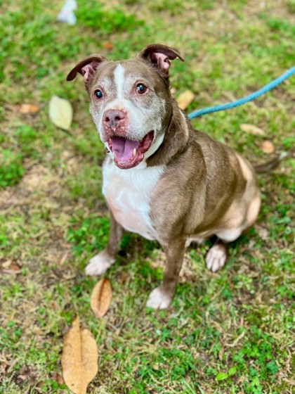 Hank, adoptable senior Mixed Breed, Large (over 44 lbs fully grown)/Mix