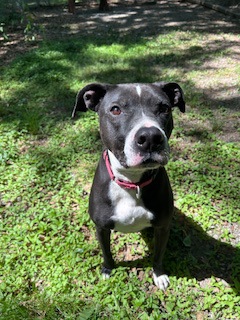 Turbo, adoptable senior Retriever/Mix