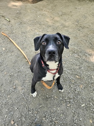 Piper, adoptable senior Retriever, Labrador/Mix