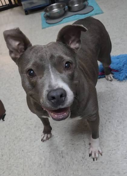 Cherry, adoptable senior Mixed Breed, Large (over 44 lbs fully grown)/Mix