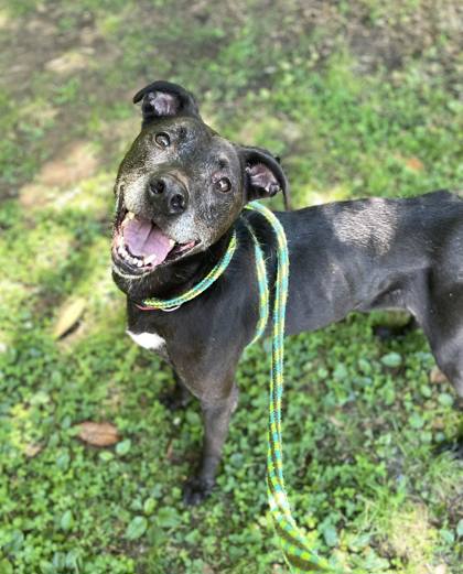 Tank, adoptable senior Retriever, Labrador/Terrier, Pit Bull