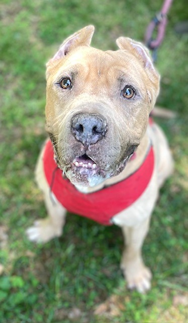 Brutus, adoptable senior Mixed Breed, Large (over 44 lbs fully grown)/Mix