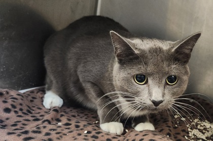 Bun Bun's getting buff at Spartanburg Humane Society