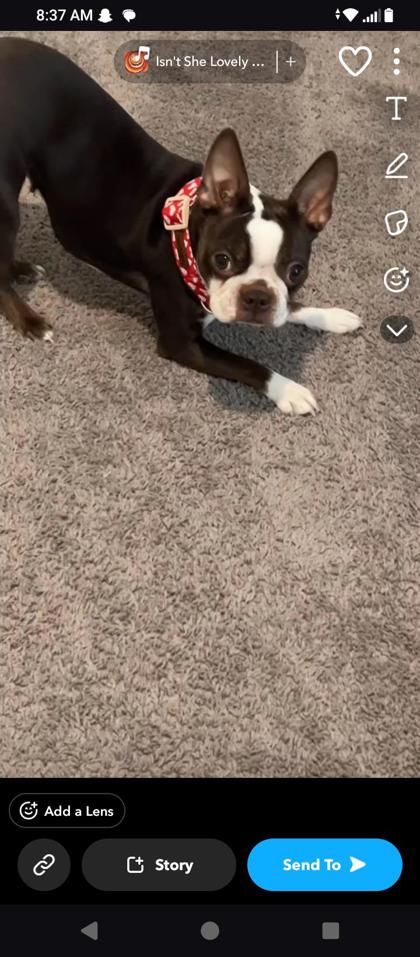 Bonnie