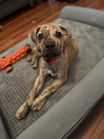 Zeus