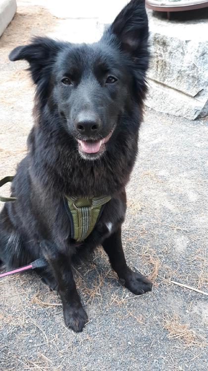 Akita