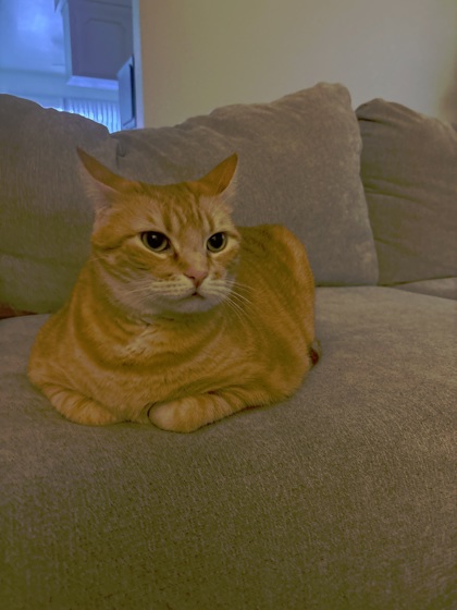 Nala