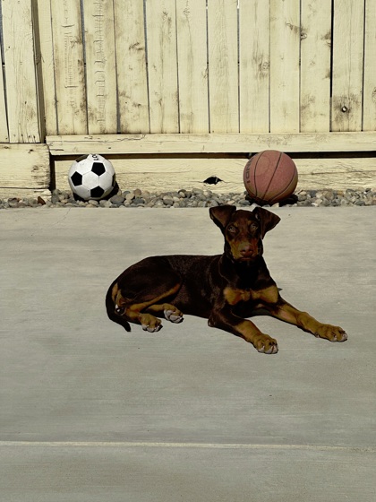 Canela