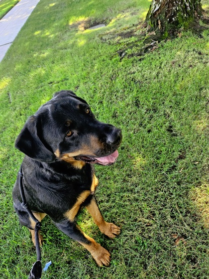 Otis
