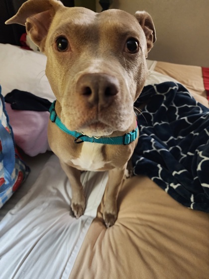 Willow