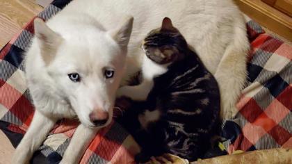 Nymeria