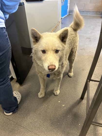 Kona