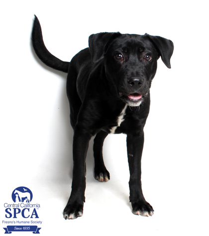 Adopt a dog – Central California SPCA, Fresno, CA