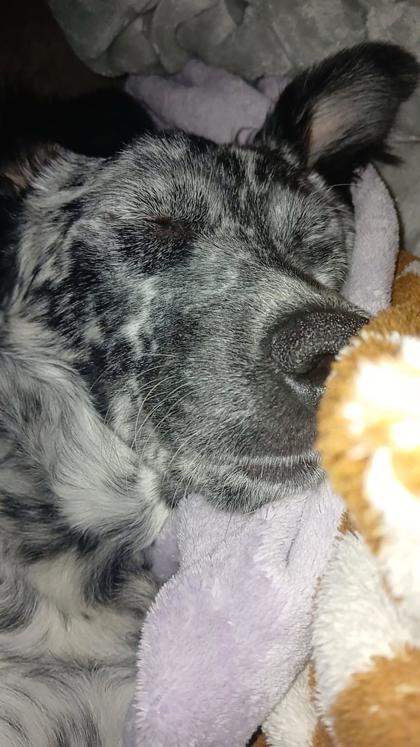 Ruffes