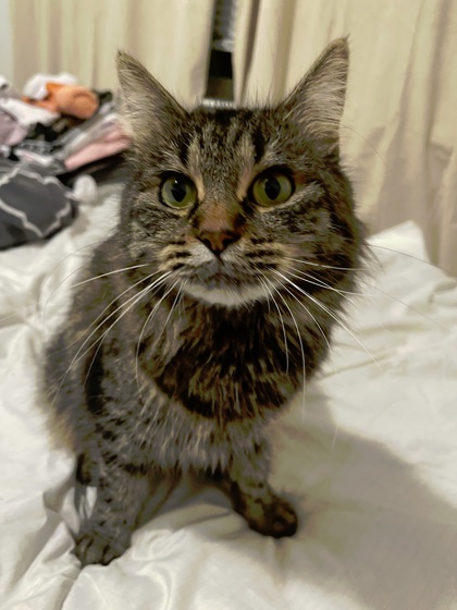 Whisker