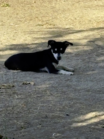 Chuchi