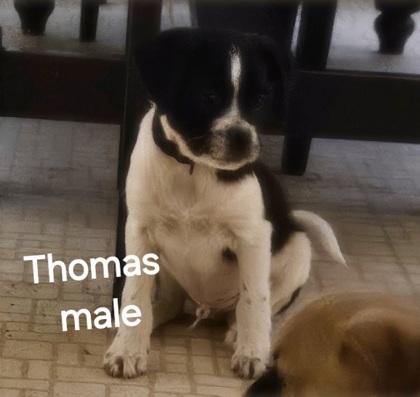 Thomas