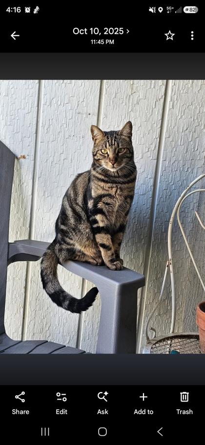 Domino