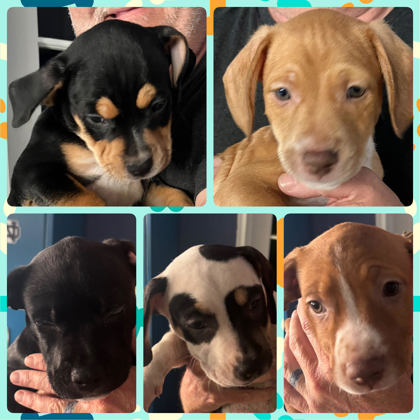 Pups