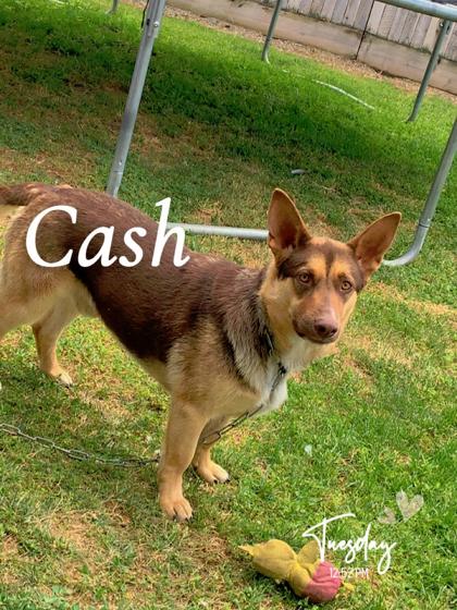 Cash